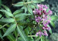 Cardamine macrophylla